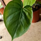 Live Plant Home Reverted Variegated Heartleaf Philodendron Live Plant Garden lpau