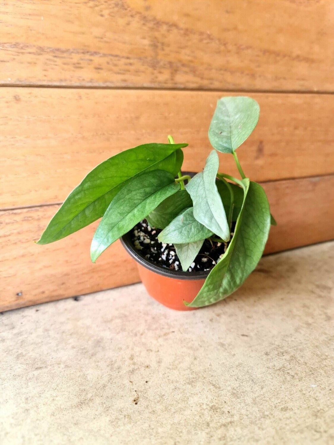Live Plant Home CEBU BLUE Epipremnum Pinnatum Collectable Live Plant Garden lpau