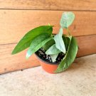 Live Plant Home CEBU BLUE Epipremnum Pinnatum Collectable Live Plant Garden lpau