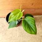 Live Plant Home Philodendron Cordatum Heartleaf Live Plant Garden lpau