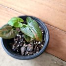 Live Plant Home Syngonium Red Spot Pink Splash Seedling Live Plant Garden lpau