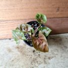 Live Plant Home Syngonium Arrowhead Podophyllum Red Heart Live Plant Garden lpau