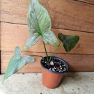 Live Plant Home Syngonium Red Spot Pink Splash Seedling Live Plant Garden lpau