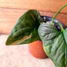 Live Plant Home Syngonium Red Spot Pink Splash Seedling Live Plant Garden lpau