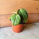 Live Plant Home Philodendron Mican Seedling Velvet Leaf Live Plant Garden lpau