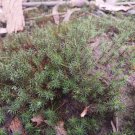 Live Plant Home Plantago Subulata 10x10cm 'Haircap Moss' Live Plant Garden lpau