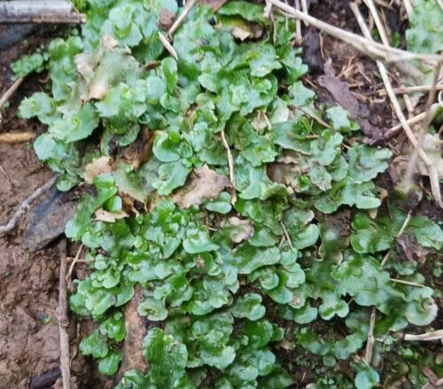 Live Plant Home Radula Marginata Moss Terrarium Paludarium Riparium Plant Garden lpau