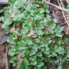 Live Plant Home Radula Marginata Moss Terrarium Paludarium Riparium Plant Garden lpau
