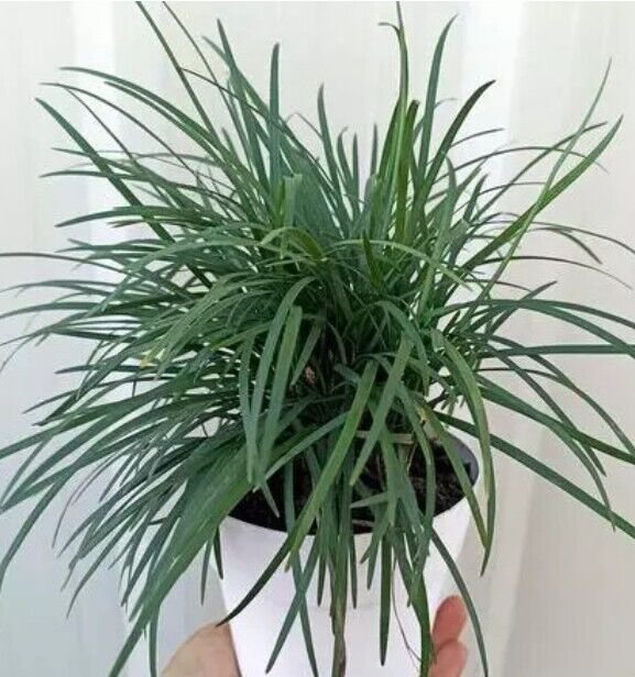 Live Plant Tall Mondo Grass Plants Bare Roots Plant Garden lpau