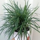 Live Plant Tall Mondo Grass Plants Bare Roots Plant Garden lpau