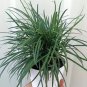 Live Plant Tall Mondo Grass Plants Bare Roots Plant Garden lpau