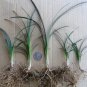 Live Plant Tall Mondo Grass Plants Bare Roots Plant Garden lpau