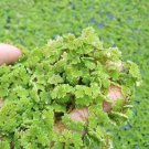 Live Plant Azolla Pinnata Mosquito Fairy Fern Water Plant Garden lpau