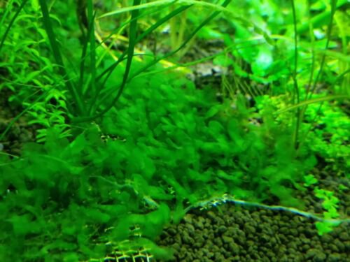 Live Plant Subwassertang LRGE Fresh Water Seaweed Plant Garden lpau