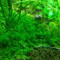 Live Plant Subwassertang LRGE Fresh Water Seaweed Plant Garden lpau