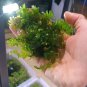 Live Plant Subwassertang LRGE Fresh Water Seaweed Plant Garden lpau