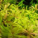 Live Plant Hygrophila Polysperma Water Plant Garden lpau