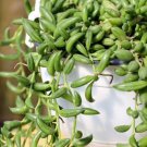 Live Plant String Of Beans Senecio Radicans Cutting Plant Garden lpau