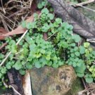 Live Plant Greater Bittercress 'Cardamine Flexuosa' Terrarium Plant Garden lpau