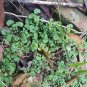 Live Plant Greater Bittercress 'Cardamine Flexuosa' Terrarium Plant Garden lpau