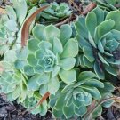 Live Plant 'Blue Echeveria' Plant Echeveria Secunda Booth Cutting Plant Garden lpau