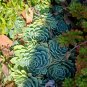 Live Plant 'Blue Echeveria' Plant Echeveria Secunda Booth Cutting Plant Garden lpau