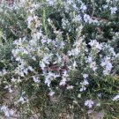 Live Plant Rosemary Plant Cuttings Massive Plant Garden lpau