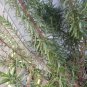 Live Plant Rosemary Plant Cuttings Massive Plant Garden lpau