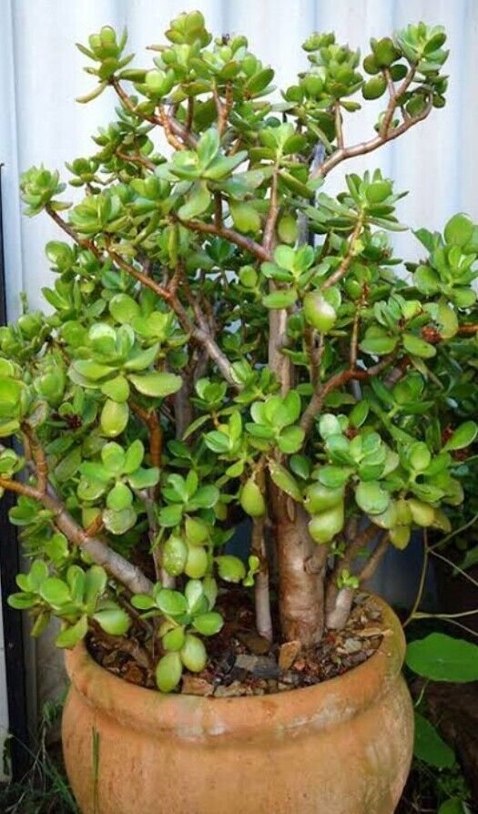 Live Plant Jade Plant Crassula Ovata Lucky Money Plant Cutting Plant Garden lpau