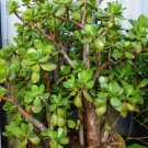 Live Plant Jade Plant Crassula Ovata Lucky Money Plant Cutting Plant Garden lpau