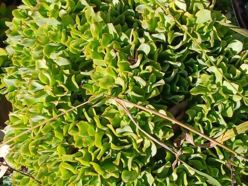 Live Plant Ripple Jade (Crassula Arborescens) Succulent Cutting Plant Garden lpau