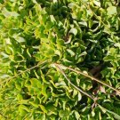 Live Plant Ripple Jade (Crassula Arborescens) Succulent Cutting Plant Garden lpau