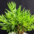 Live Plant Crassula Tetrogona 'Miniature Pine Tree' Mini Succulent Plant Garden lpau