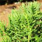 Live Plant Crassula Tetrogona 'Miniature Pine Tree' Mini Succulent Plant Garden lpau
