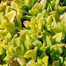 Live Plant Aptenia Cordifolia 'Heartleaf Iceplant' Succulent Cutting Plant Garden lpau