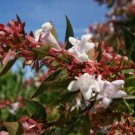 Plant Garden Abelia Grandiflora Glossy Shrub Cuttings Plant Garden lpau