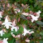 Plant Garden Abelia Grandiflora Glossy Shrub Cuttings Plant Garden lpau