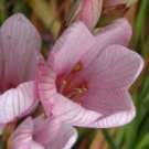 Plant Garden Tritonia Pink "Rose Lace" Bulbs Flower Plant Garden lpau