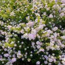Plant Garden Golden Diosma Cuttings Flower Plant Garden lpau