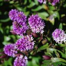 Plant Garden Purple Hebe Cutting Flower Plant Garden lpau