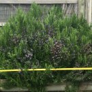Plant Garden Rosemary Plant Cuttings from Massive Flower Plant Garden lpau