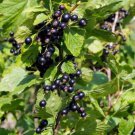 Plant Garden Black Currant Tree (Ribes nigrum) Flower Plant Garden lpau