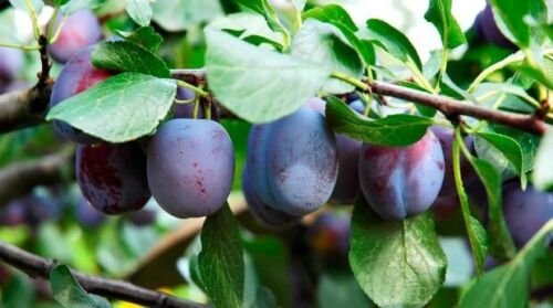 Plant Garden Plum tree scion (Red Sun) Fruit for grafting Plant Garden lpau