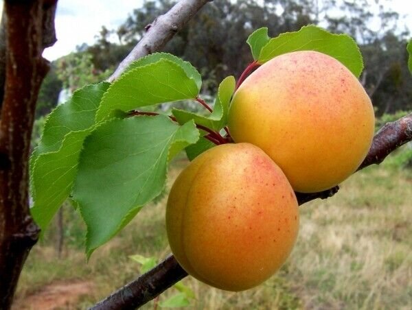 Plant Garden Apricot tree scion (Moorpark) Fruit for grafting Plant Garden lpau