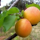 Plant Garden Apricot tree scion (Moorpark) Fruit for grafting Plant Garden lpau