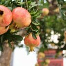 Plant Garden Pomegranate plant scion (Rosavaya) Fruit for grafting Plant Garden lpau