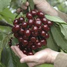 Plant Garden Cherry plant scion (Stella) Fruit for grafting Plant Garden lpau