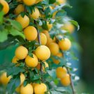 Plant Garden Gold plum tree scion Fruit for grafting Plant Garden lpau