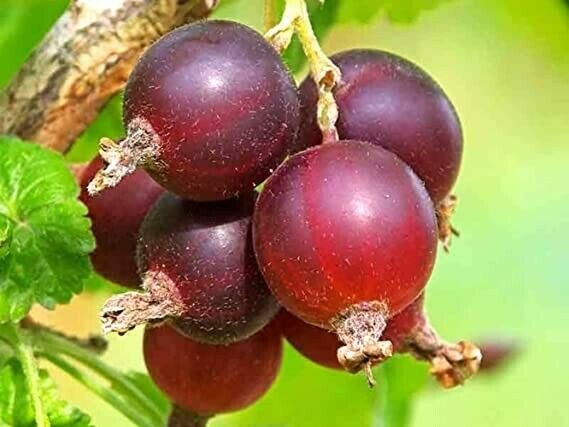 Plant Garden Jostaberry plant Orus Fruit for grafting Plant Garden lpau