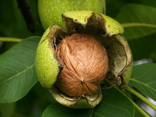 Plant Garden Walnut plant scion Fruit for grafting Plant Garden lpau